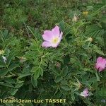 Rosa mollis 形態