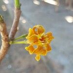 Strophanthus boivinii Flower