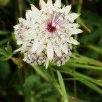 Astrantia majorFlor