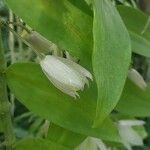 Dendrobium aphyllum फूल