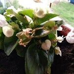 Begonia spp. Blomst
