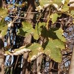 Acer pseudoplatanusЛист