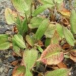 Persicaria orientalis Folha