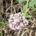 Cyrtocymura scorpioides Flower