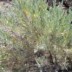 Artemisia tridentata Φύλλο