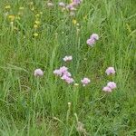 Armeria canescens आदत