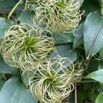 Clematis virginiana Ffrwyth