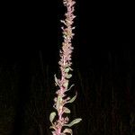 Amaranthus torreyi Flower