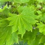 Acer shirasawanum Leaf