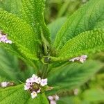 Lantana trifolia Leaf