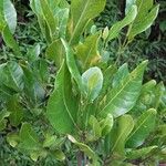 Cupaniopsis phalacrocarpa List
