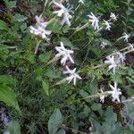 Silene graeca Flor