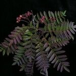 Sorbus foliolosa অভ্যাস