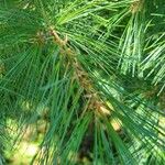 Pinus strobus葉