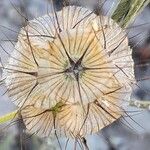 Lomelosia stellata Mbuma