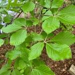 Fagus orientalis Hostoa