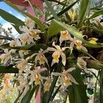 Coelogyne cristata Fiore