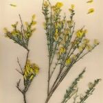 Genista ausetana Kwiat