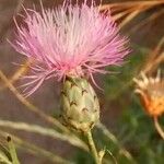 Mantisalca salmantica Flower