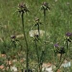 Silybum marianum Natur