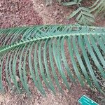 Cycas panzhihuaensis 葉