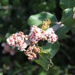 Rhus ovata Flower