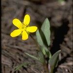 Ranunculus glaberrimus Hábitos