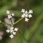 Torilis africana Flor