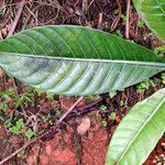 Psychotria calothyrsa ഇല