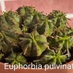 Euphorbia pulvinata Лист