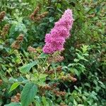 Spiraea salicifolia 花