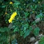 Crepis lampsanoides Žiedas