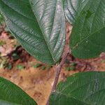 Monanthotaxis scamnopetala Leaf