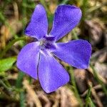 Vinca minorFlower