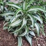 Dracaena fragrans عادت