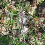 Monarda citriodora Flor