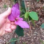Dalechampia aristolochiifolia Flor