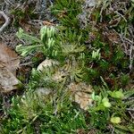 Lycopodium × oellgaardii Habit