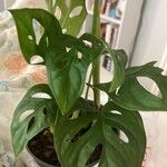 Monstera siltepecana Leaf