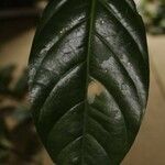 Ormosia coutinhoi Лист