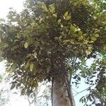 Licania incana Fuelha