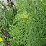 Helianthus salicifolius ഇല