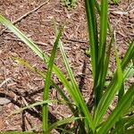 Carex pendula Feuille