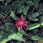 Passiflora glandulosa 花