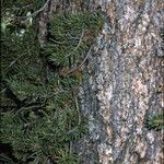 Pinus aristata बार्क (छाल)