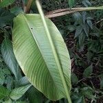 Heliconia wagneriana Blad