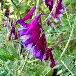 Vicia eriocarpa Blodyn