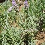 Lavandula dentataFrunză