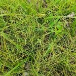 Eleocharis acicularis Hoja