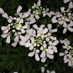 Iberis semperflorens Çiçek